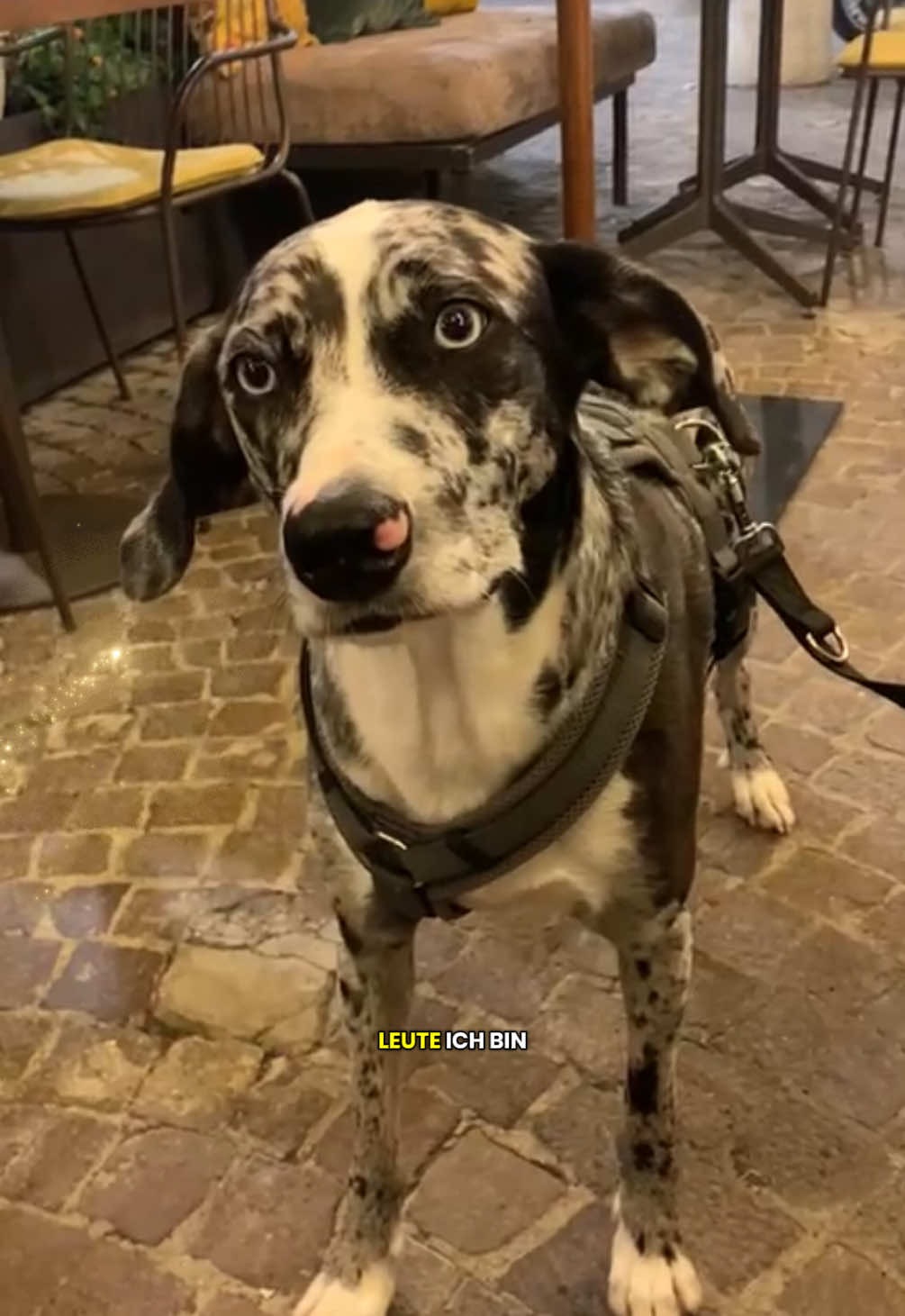 @Pawfect Matches