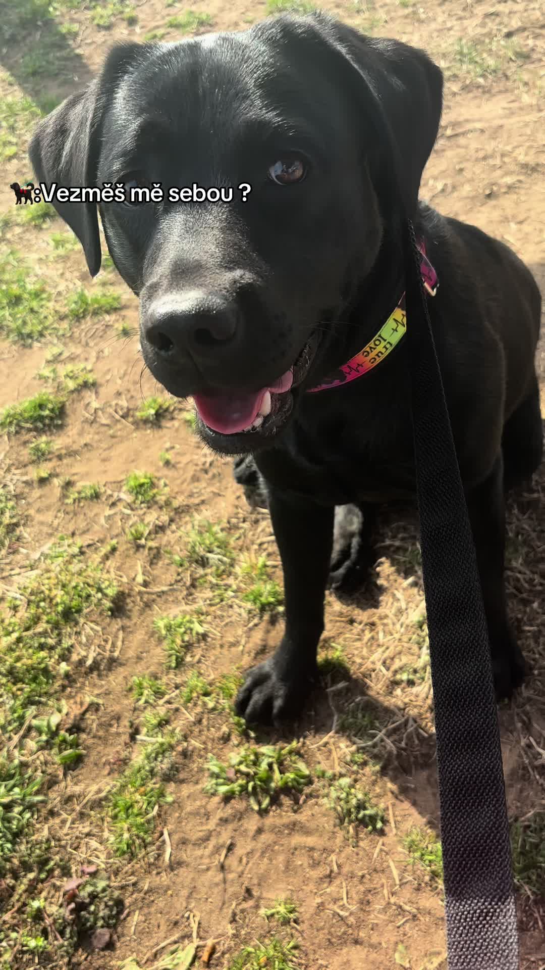 @labradors_gang_plus_one