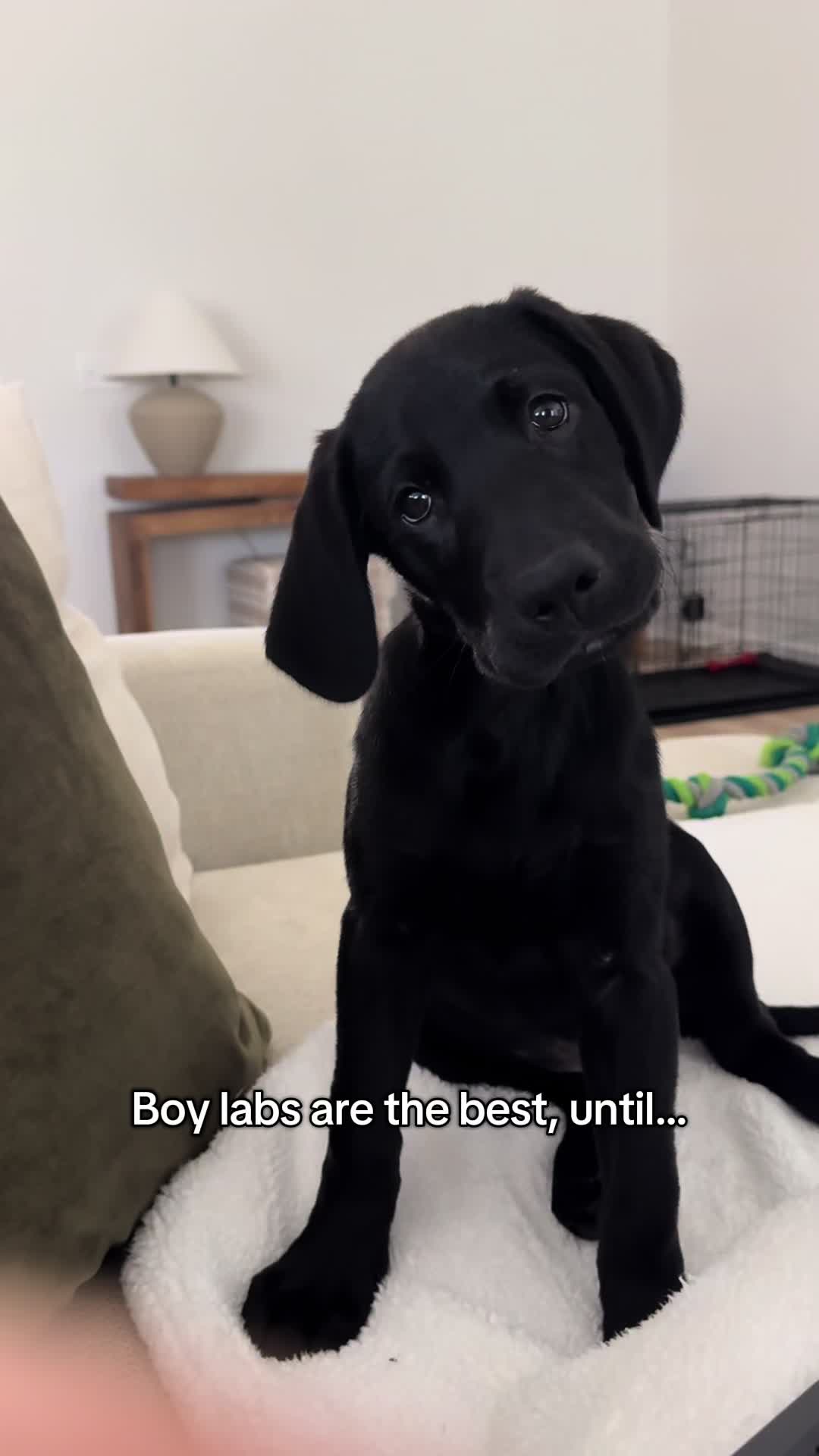 @ghostblacklab