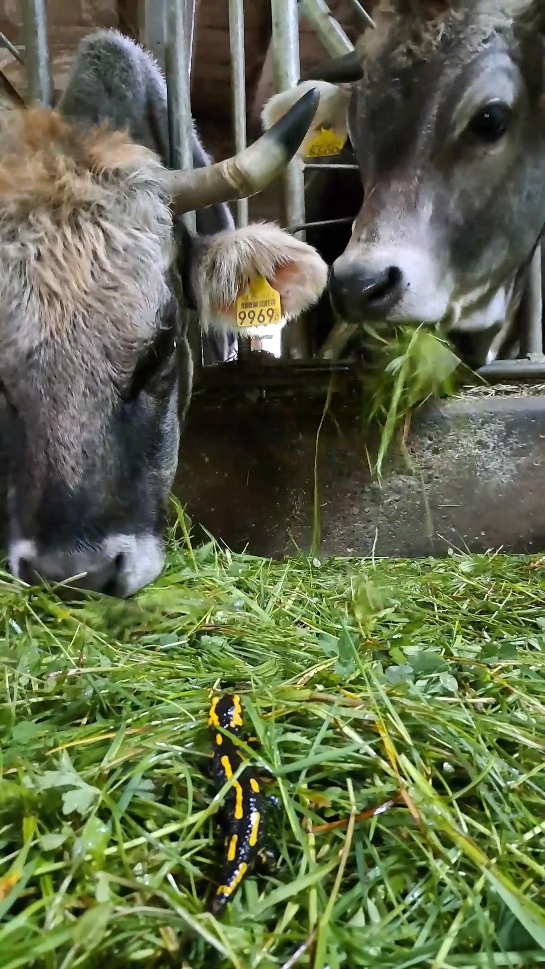 @obermettlen