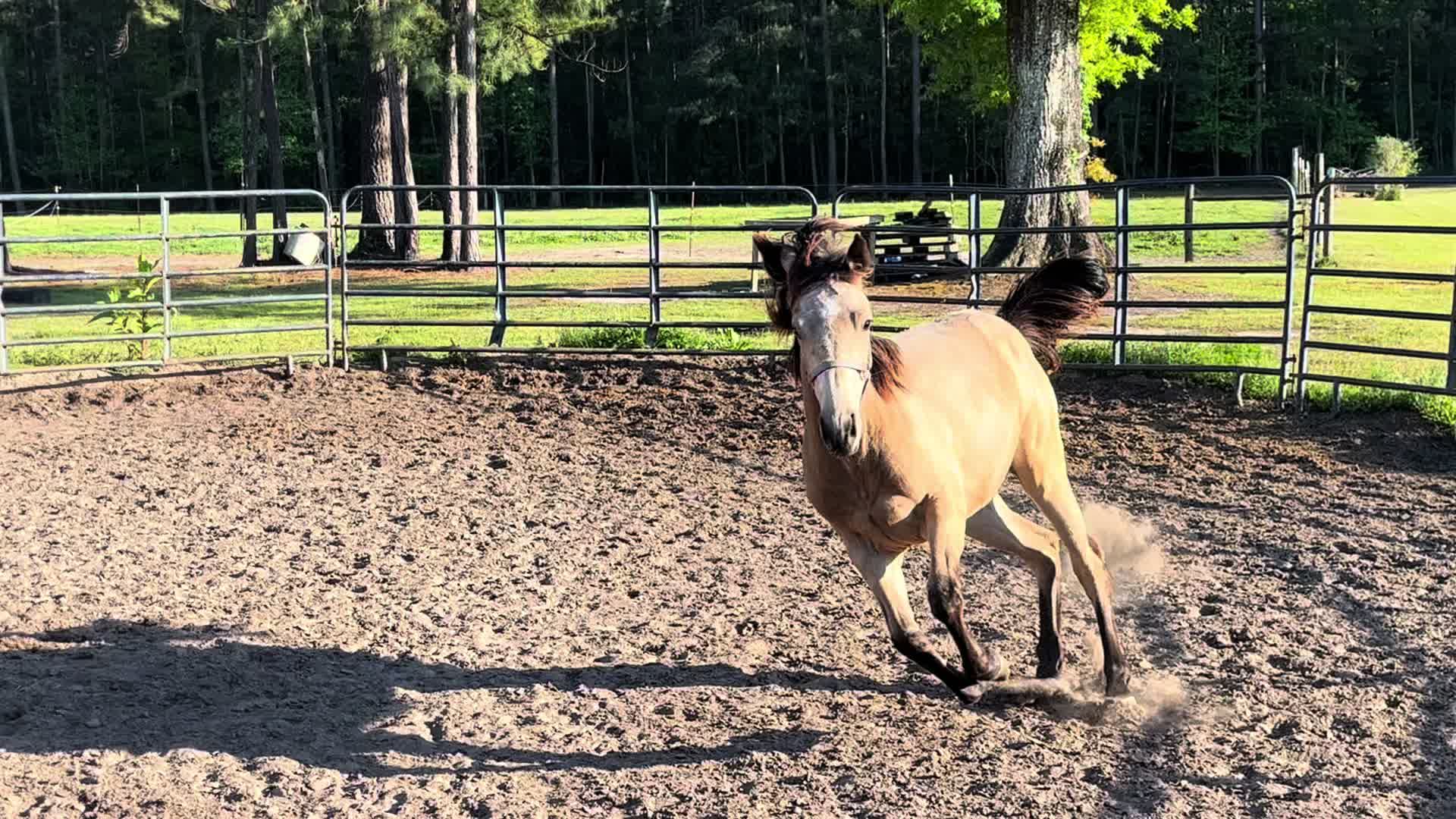 @Brit. L | Barrel Racer