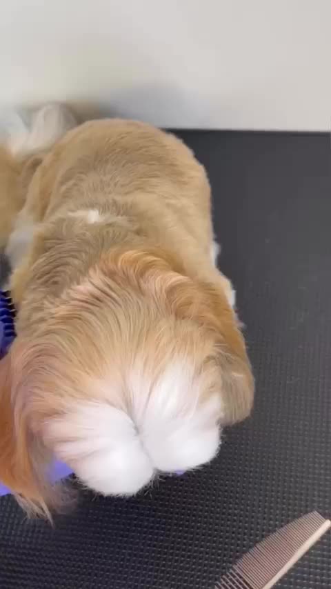 @DogGrooming101