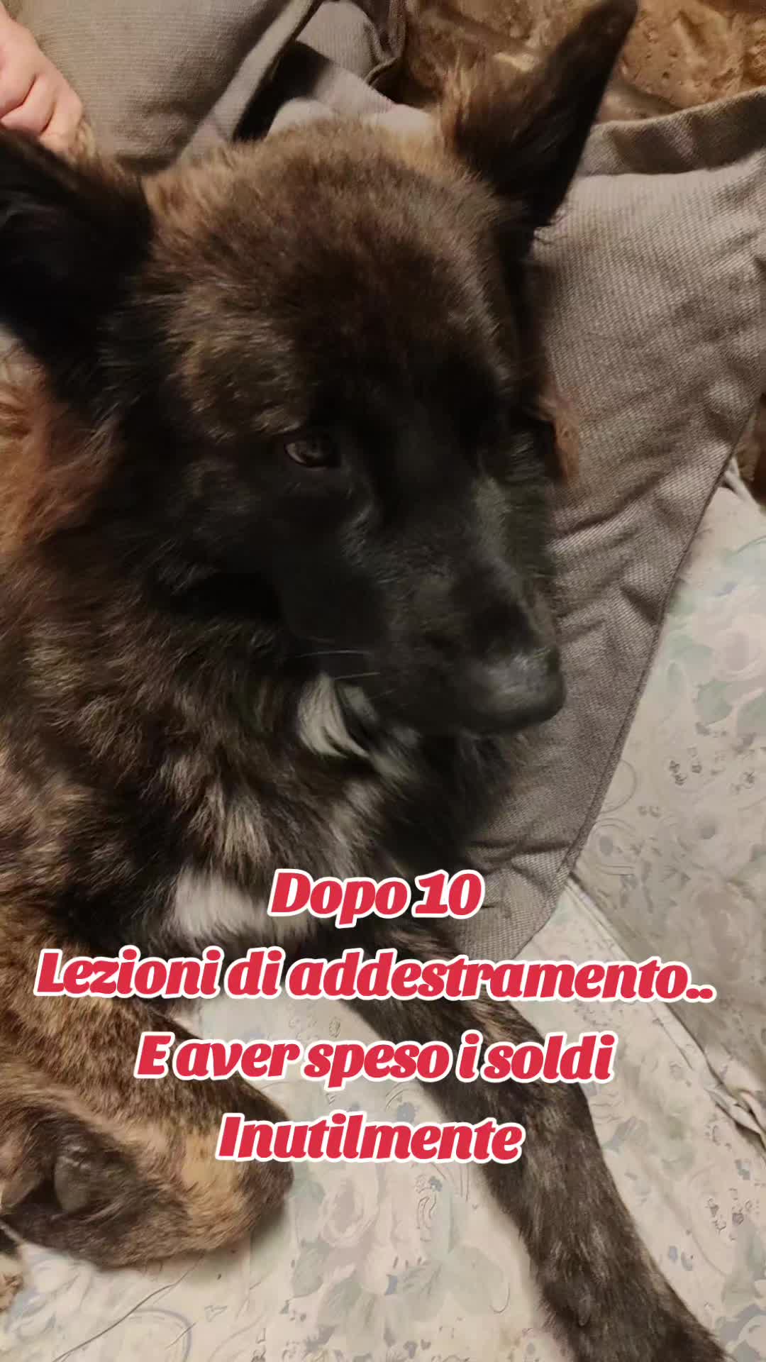 @Moni Monik