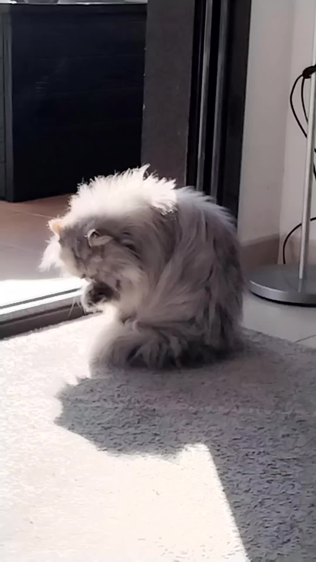 @elgatok