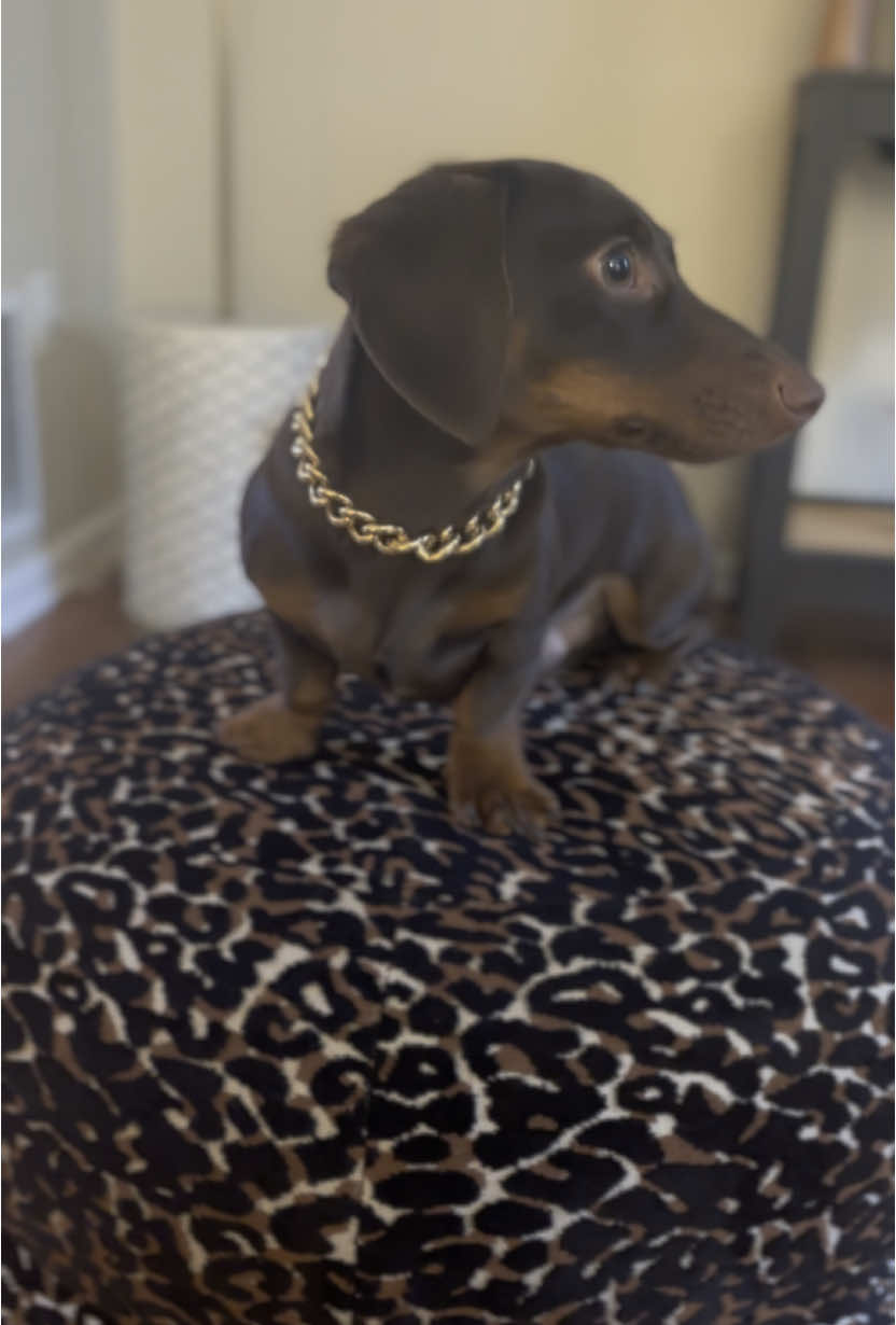 @Willie the Wiener Dog