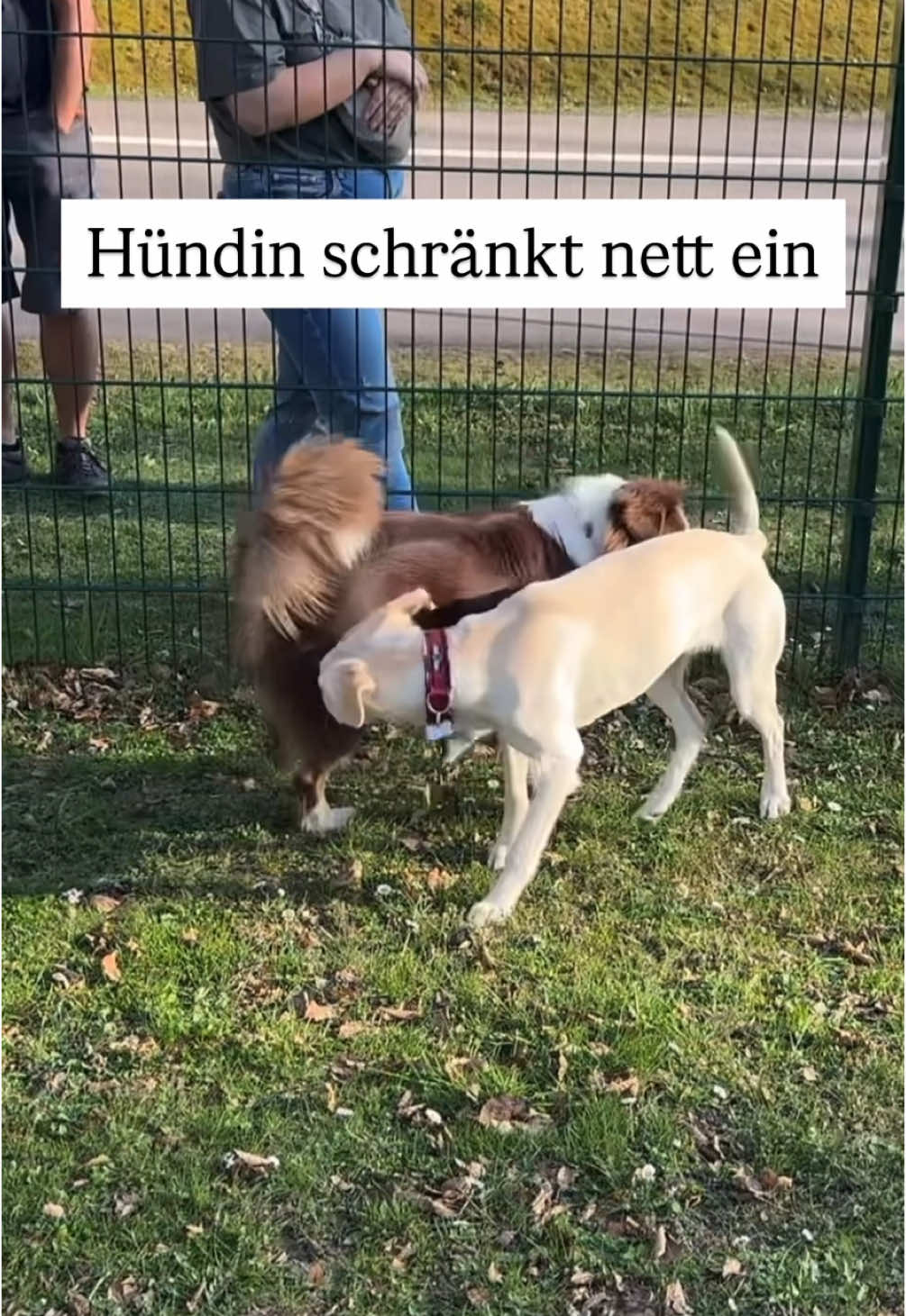 @alex_hundecoach