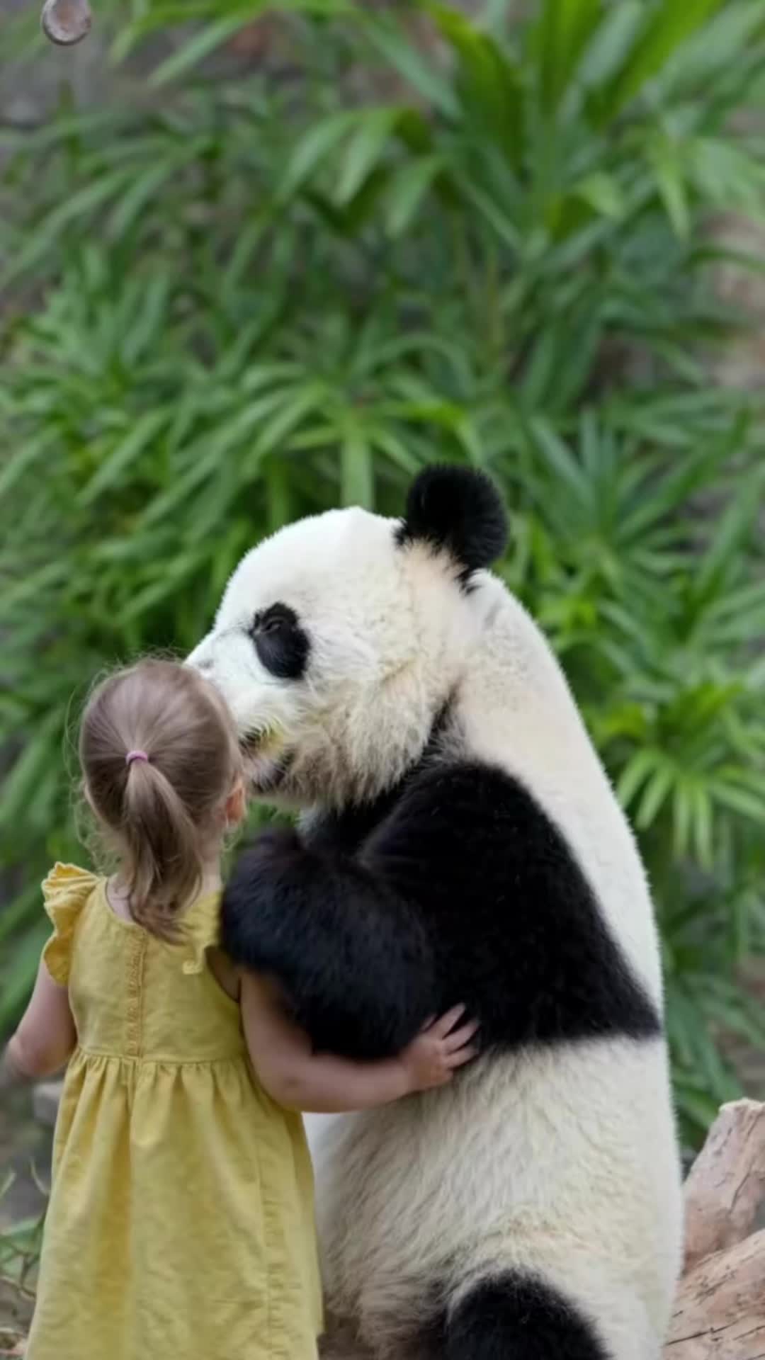 @lovepandas05