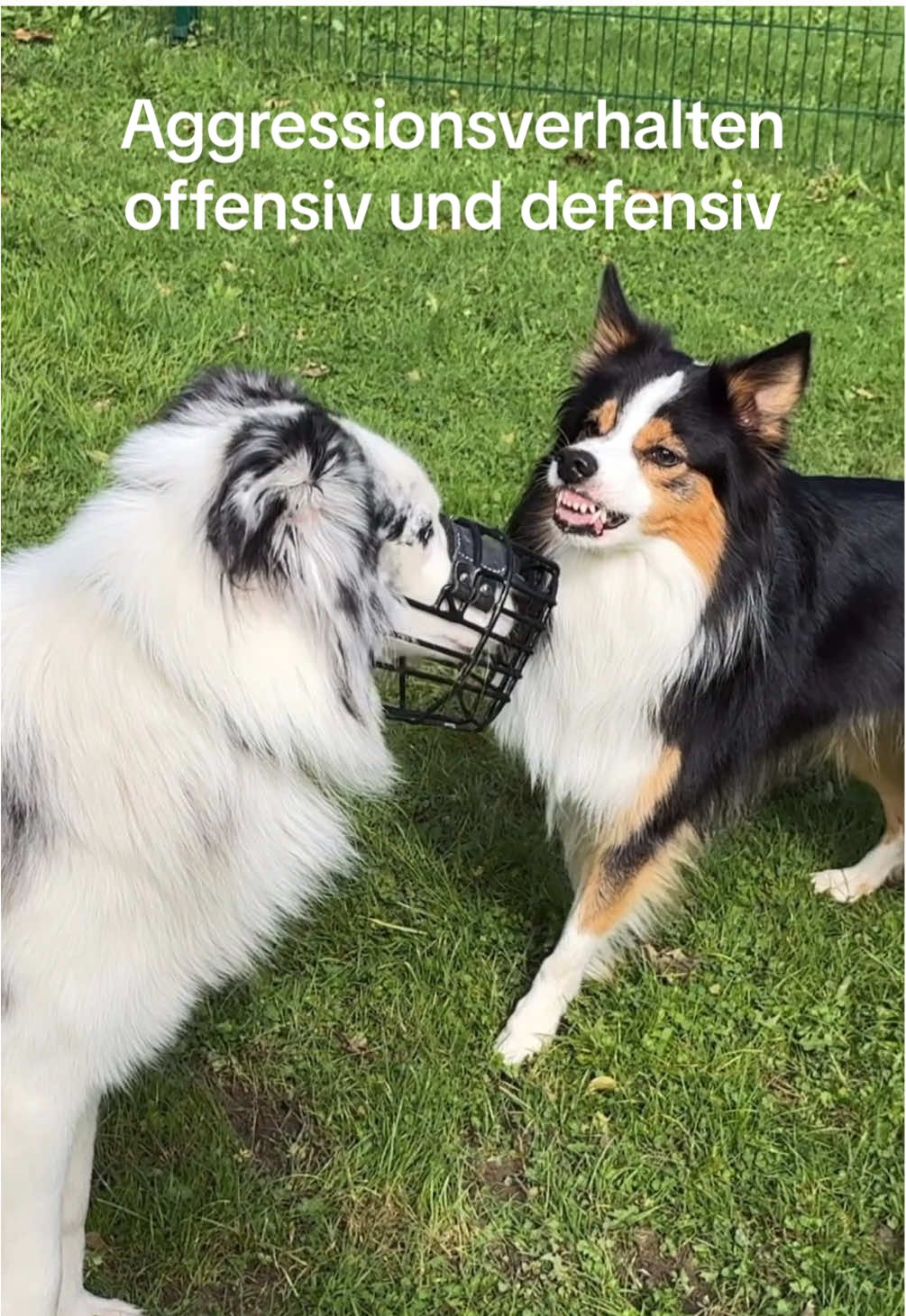 @alex_hundecoach