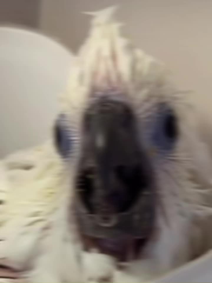 @OLAF