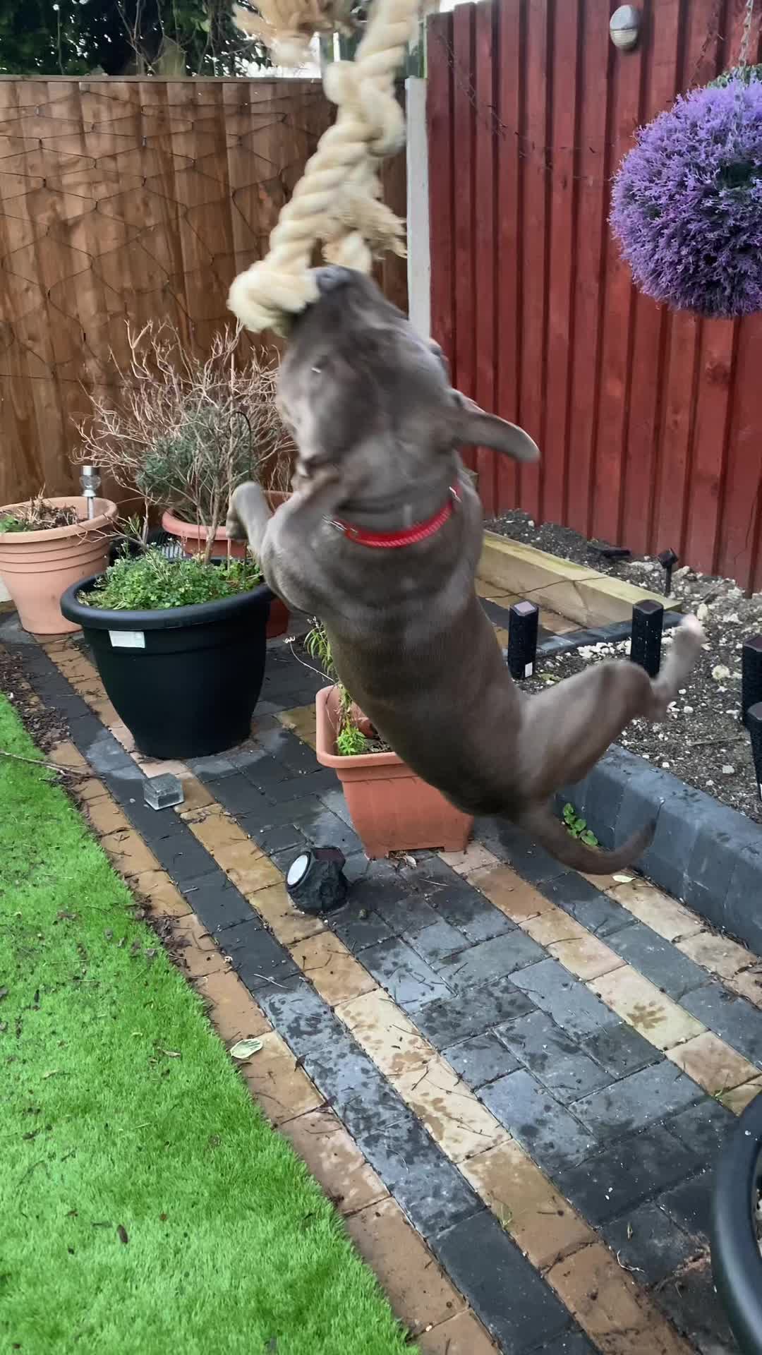 @jaegerstaffy