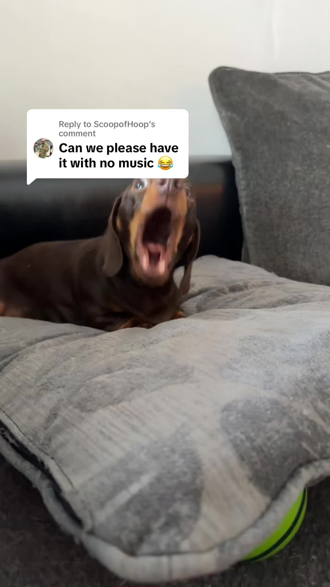 @ciciolive_mini_weiners
