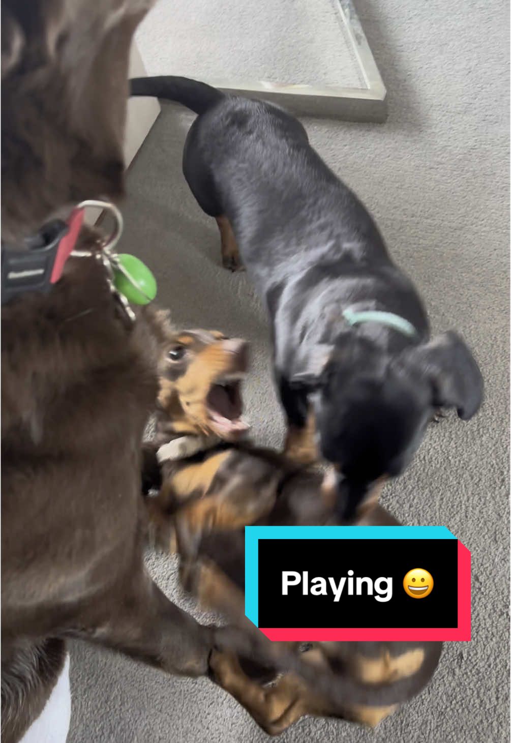 @BellaLongDog