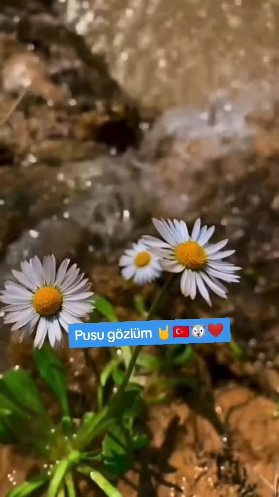 @Asena 1453