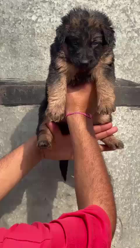 @virdiSarpanch999