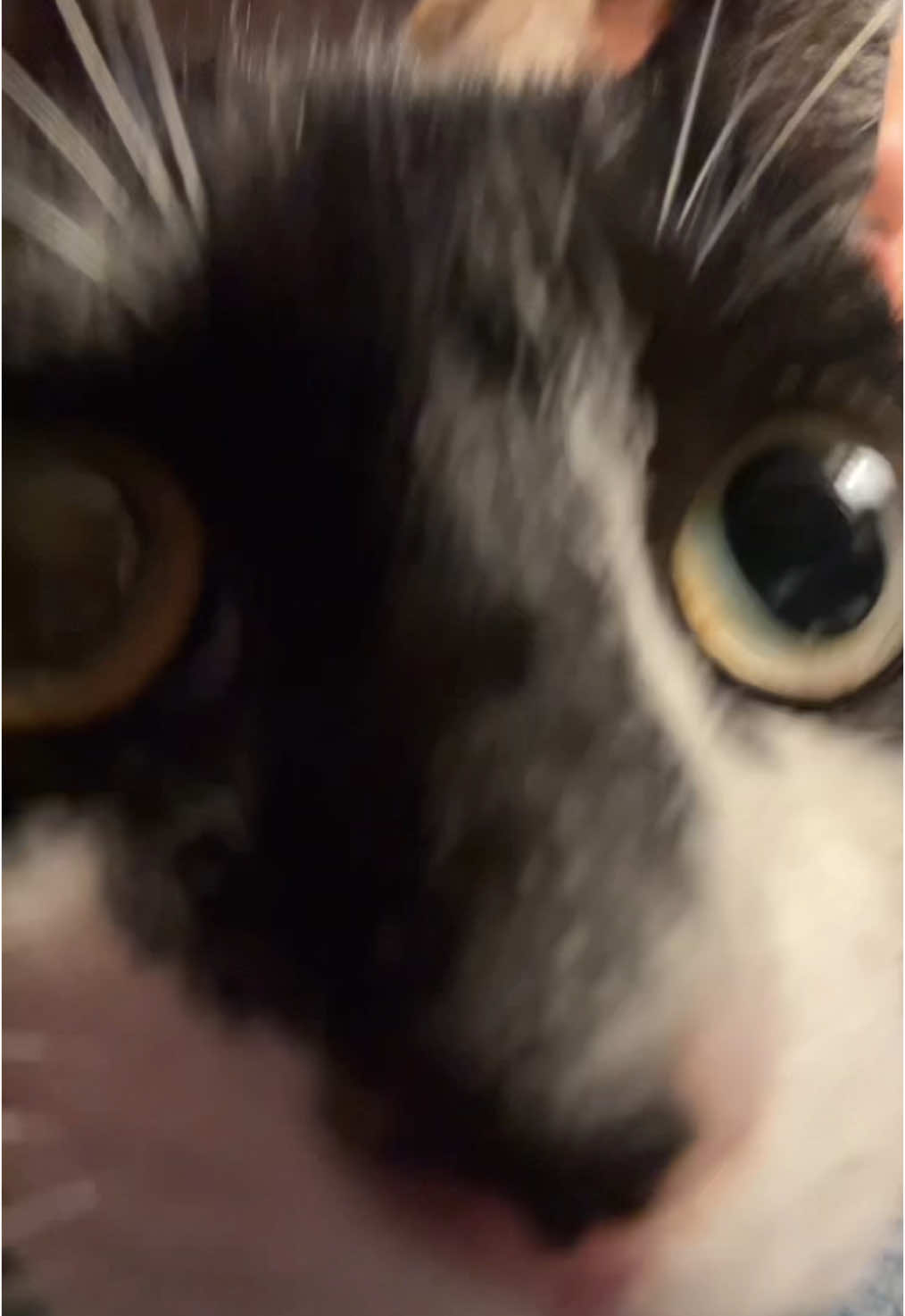 @susie