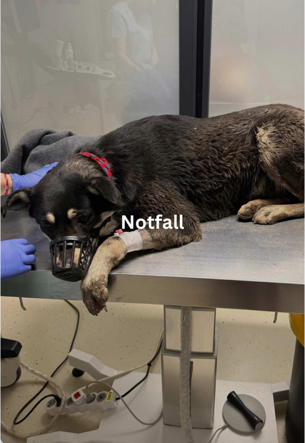 @SpecialDogs e.V.