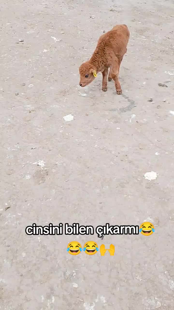 @COŞKUN HAYVANCILIK &Ccedil;ORUM 19