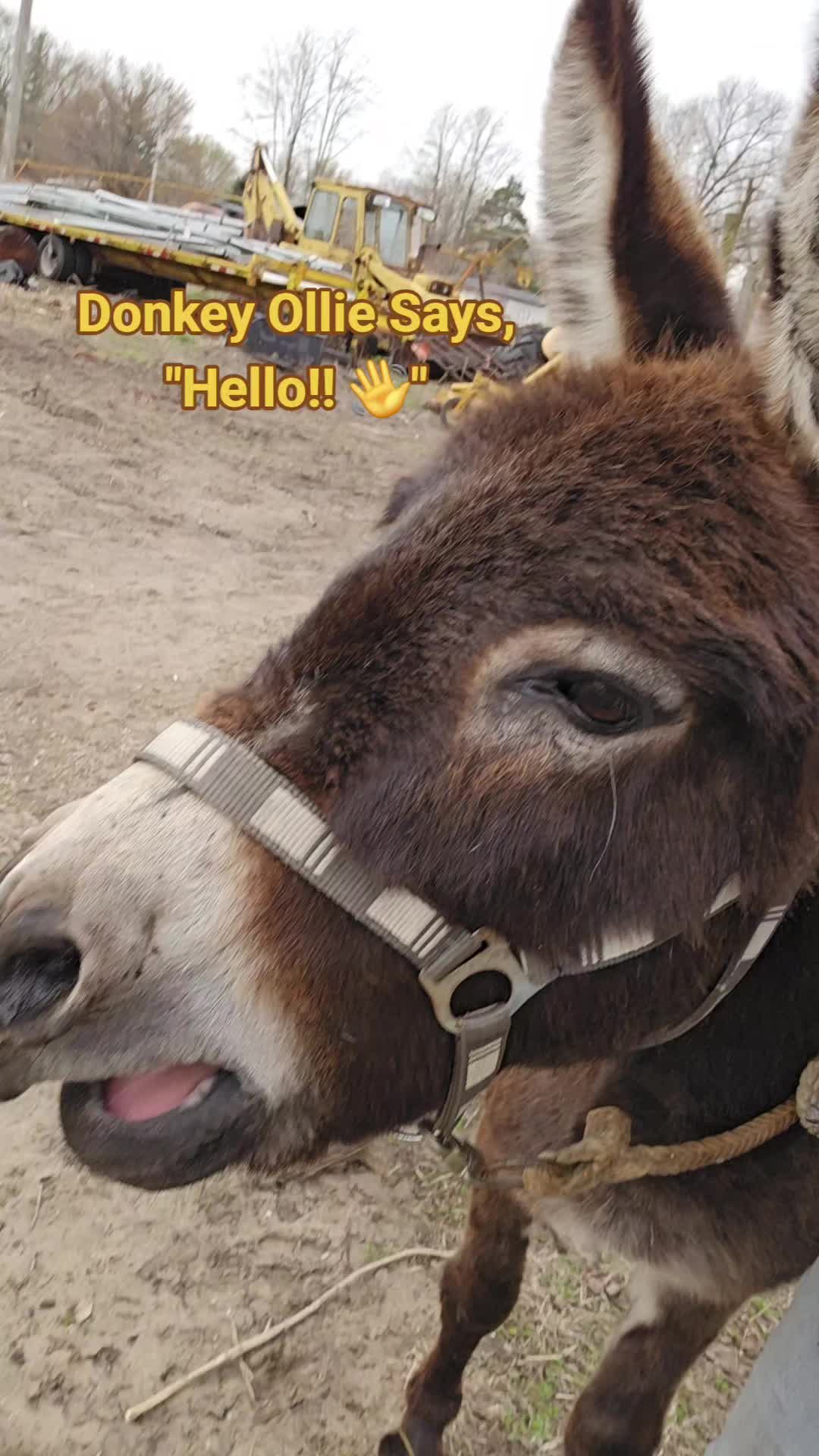 @Small Town Farm LLC