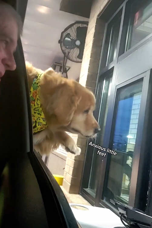 @Funny dogs 226