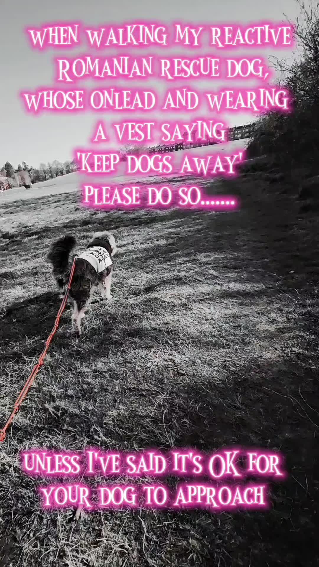 @Lori🐕🐾Artemis🪬🧿