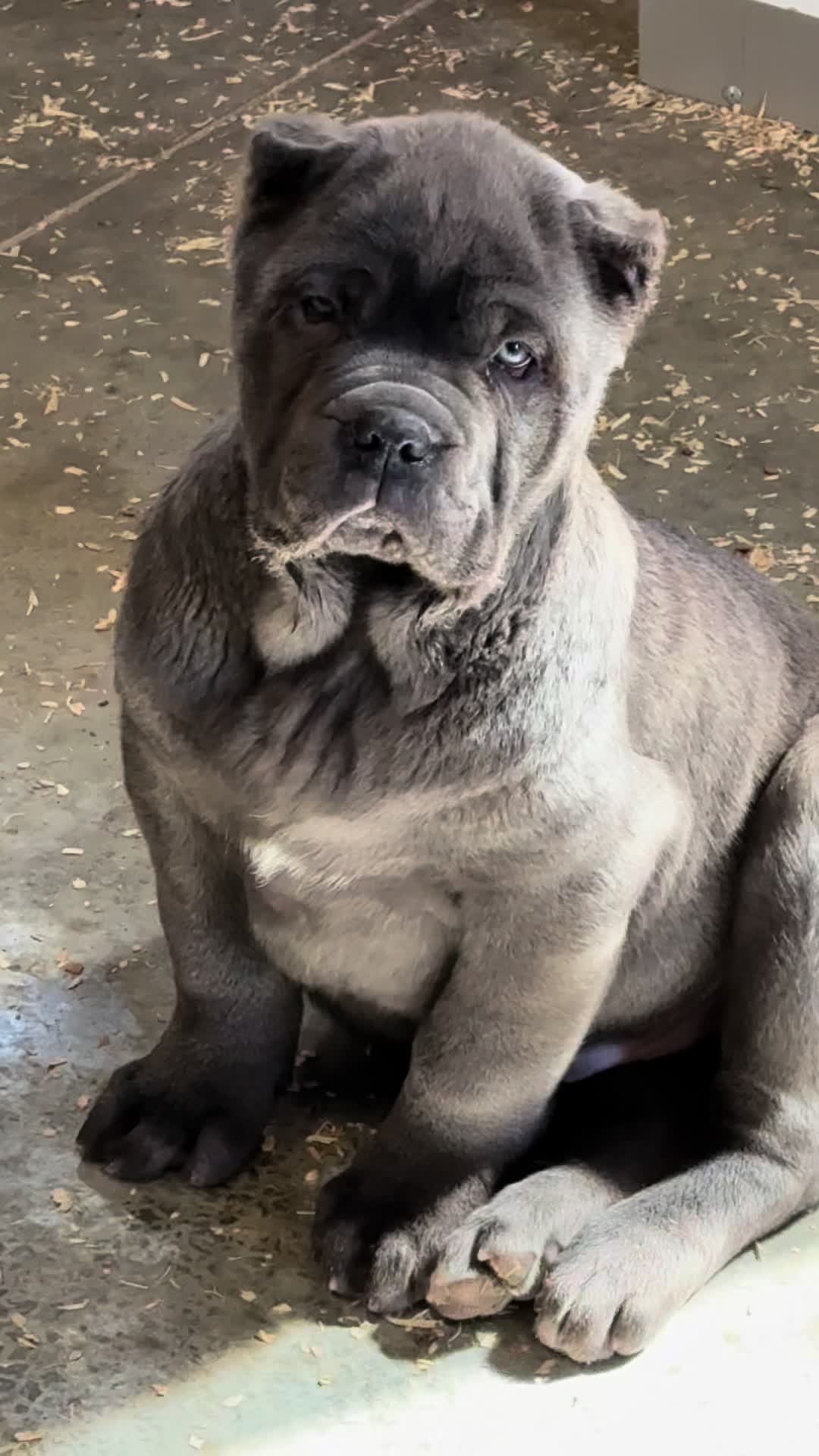 @americana_kennels