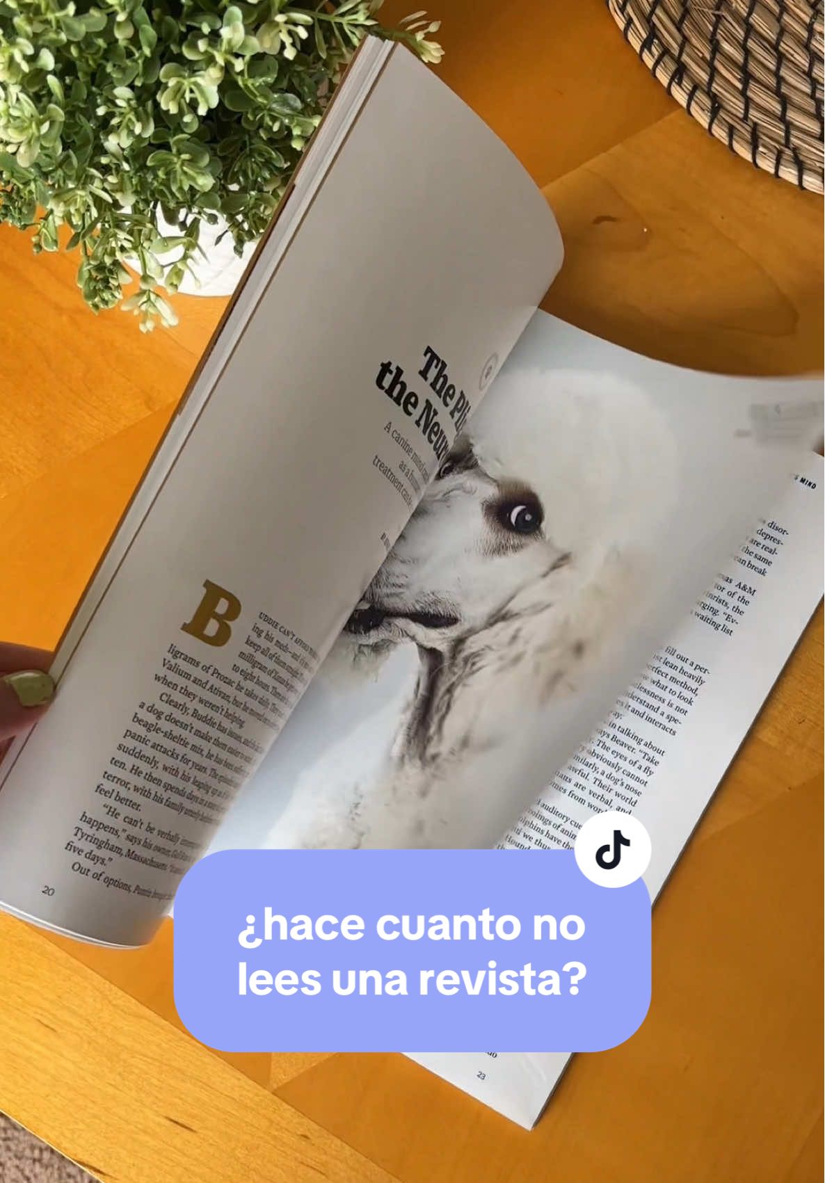 @🌸 aitana 🌸