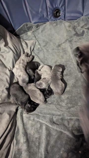 @BOOTHEEL CANE CORSO