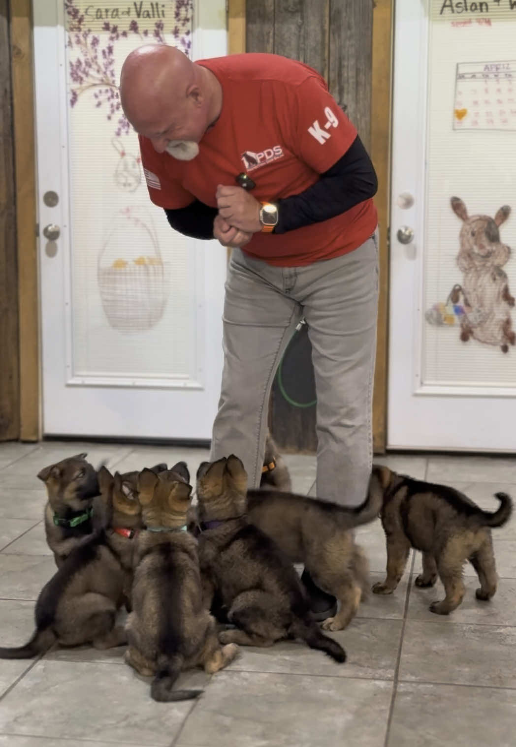 @Protection Dog Sales