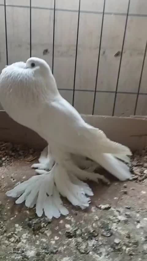 @EA Pigeons