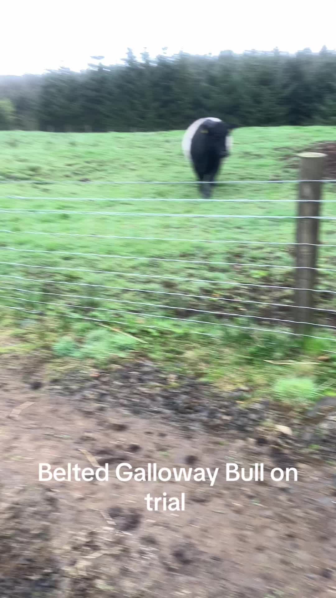 @Highland Coo Clan