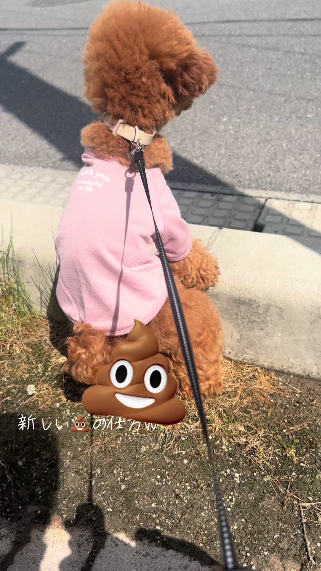 @彼女達は本日もシラフです
