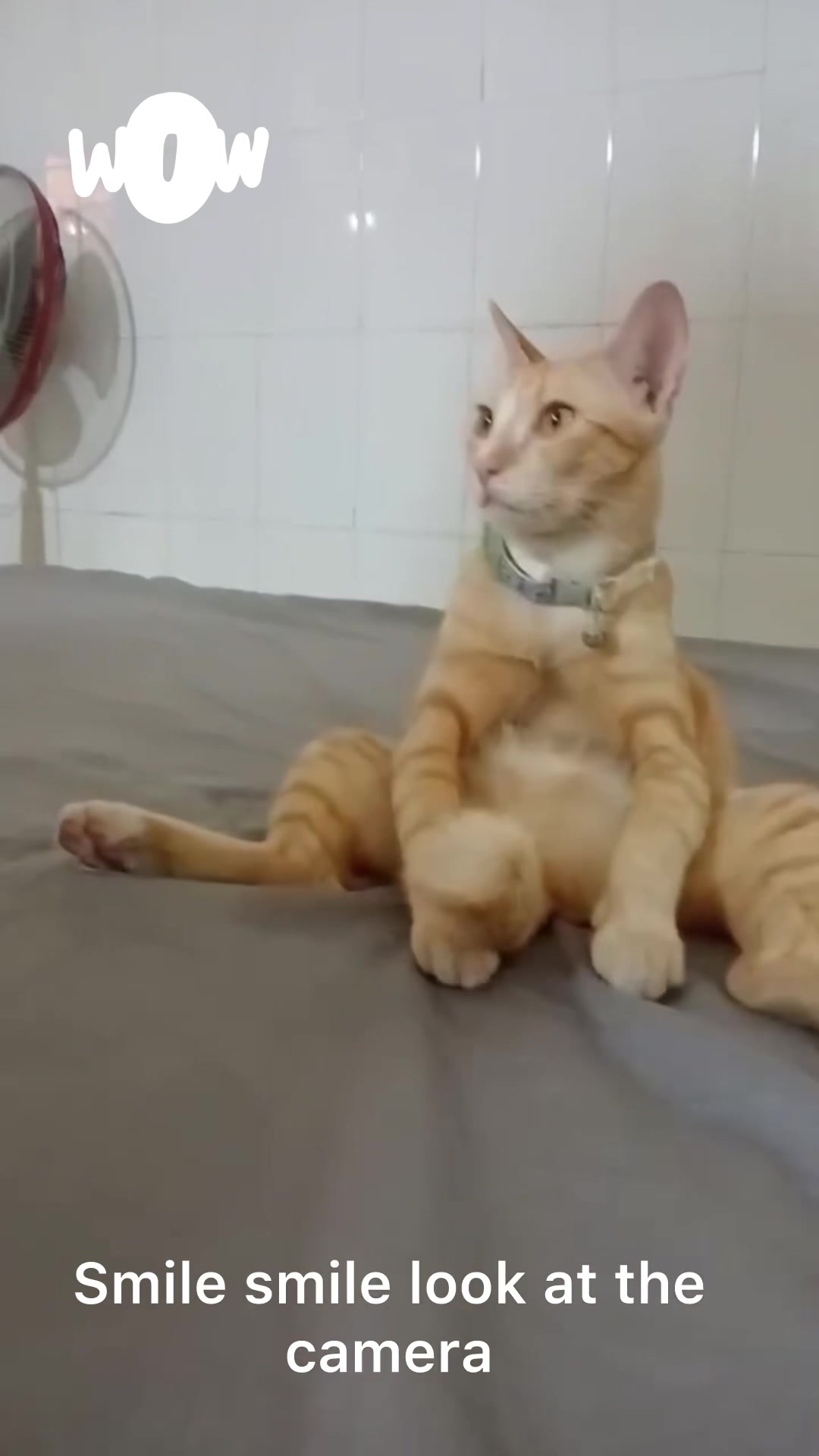 @Mew Mew96
