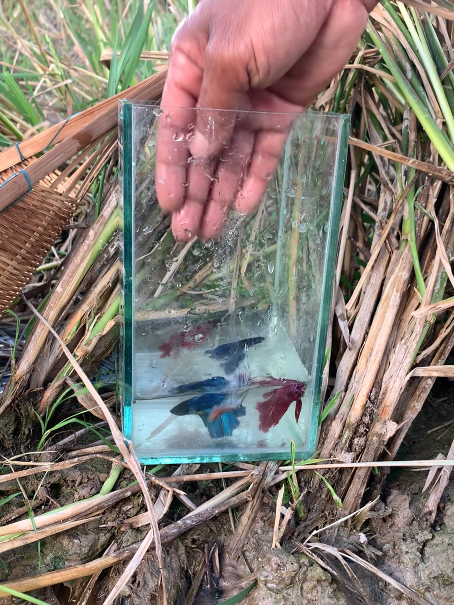 @Little Betta Fish