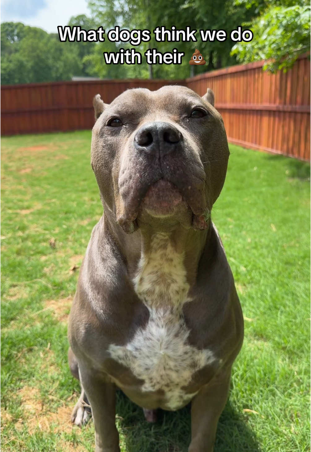 @My Dog&rsquo;s Dope