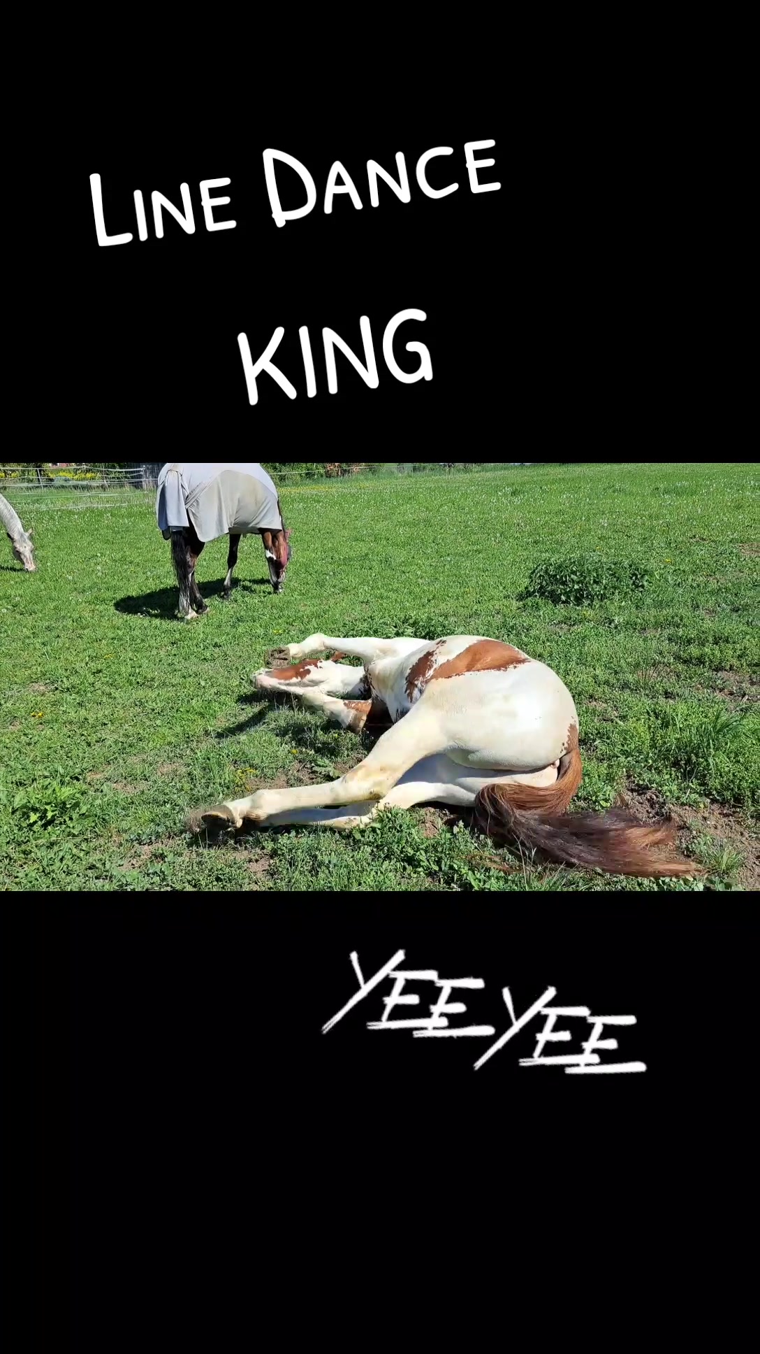 @Farbklecks Pferde