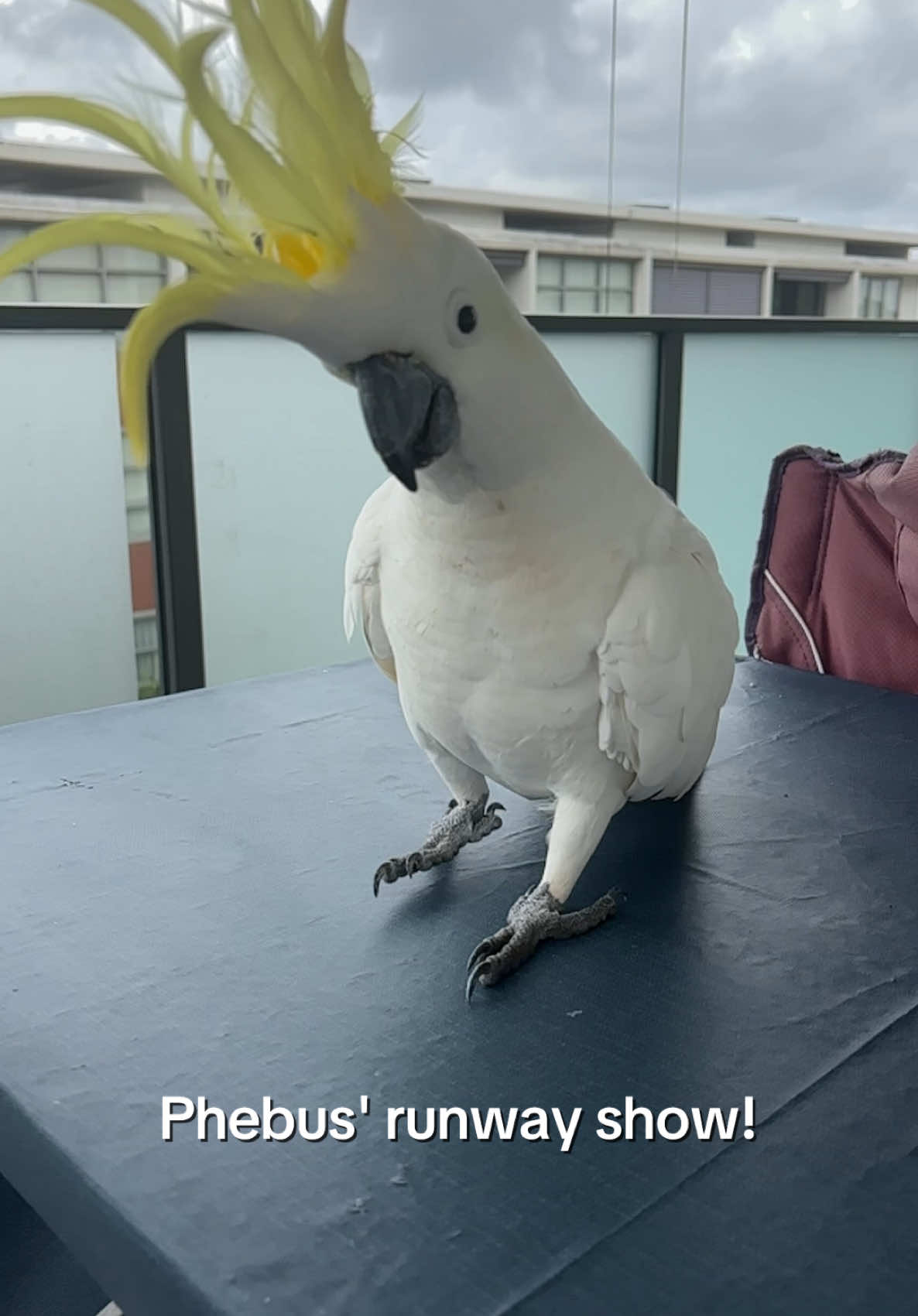 @aussie.cockatoo