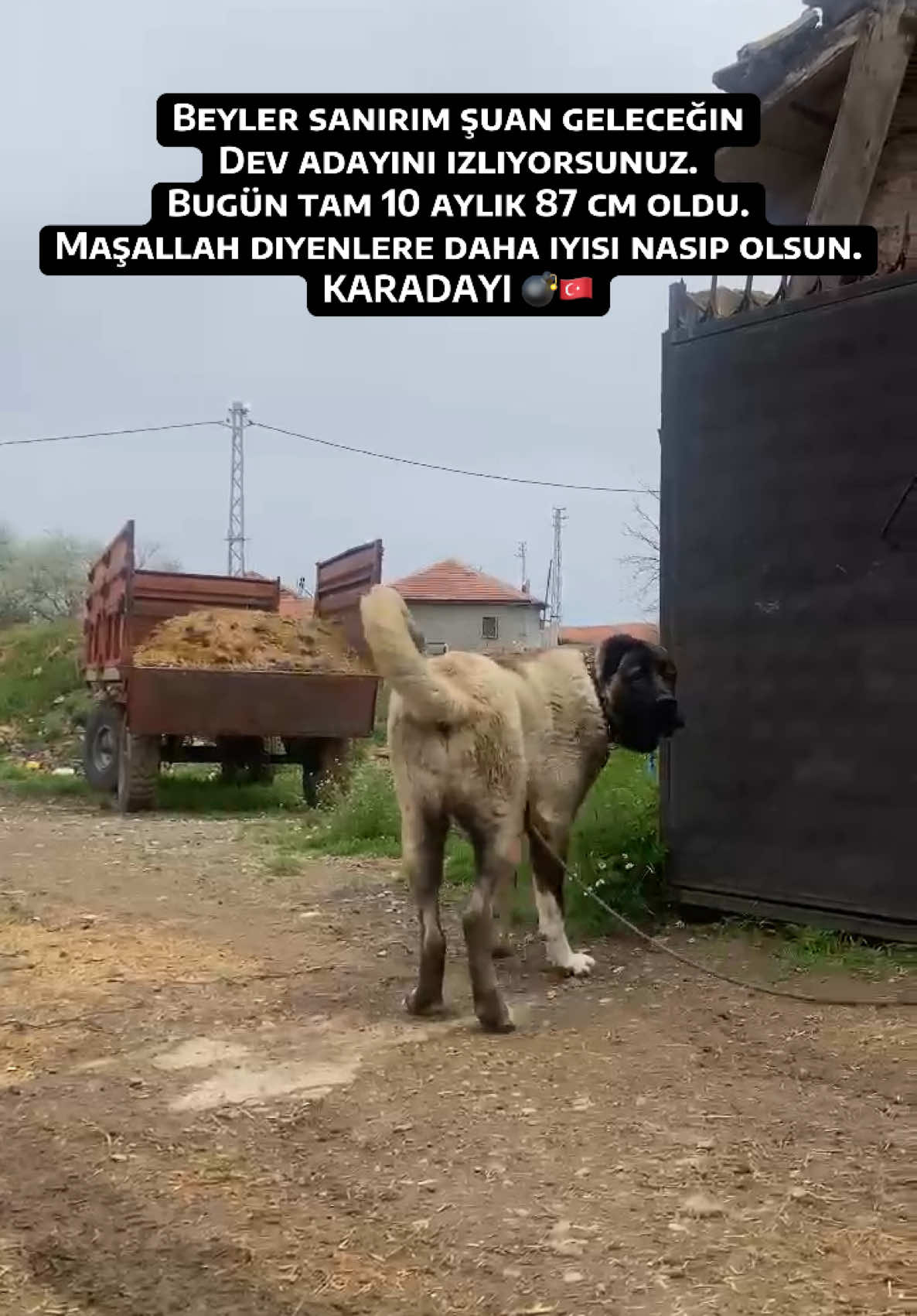 @Efe&rsquo;nin KaraAslanları