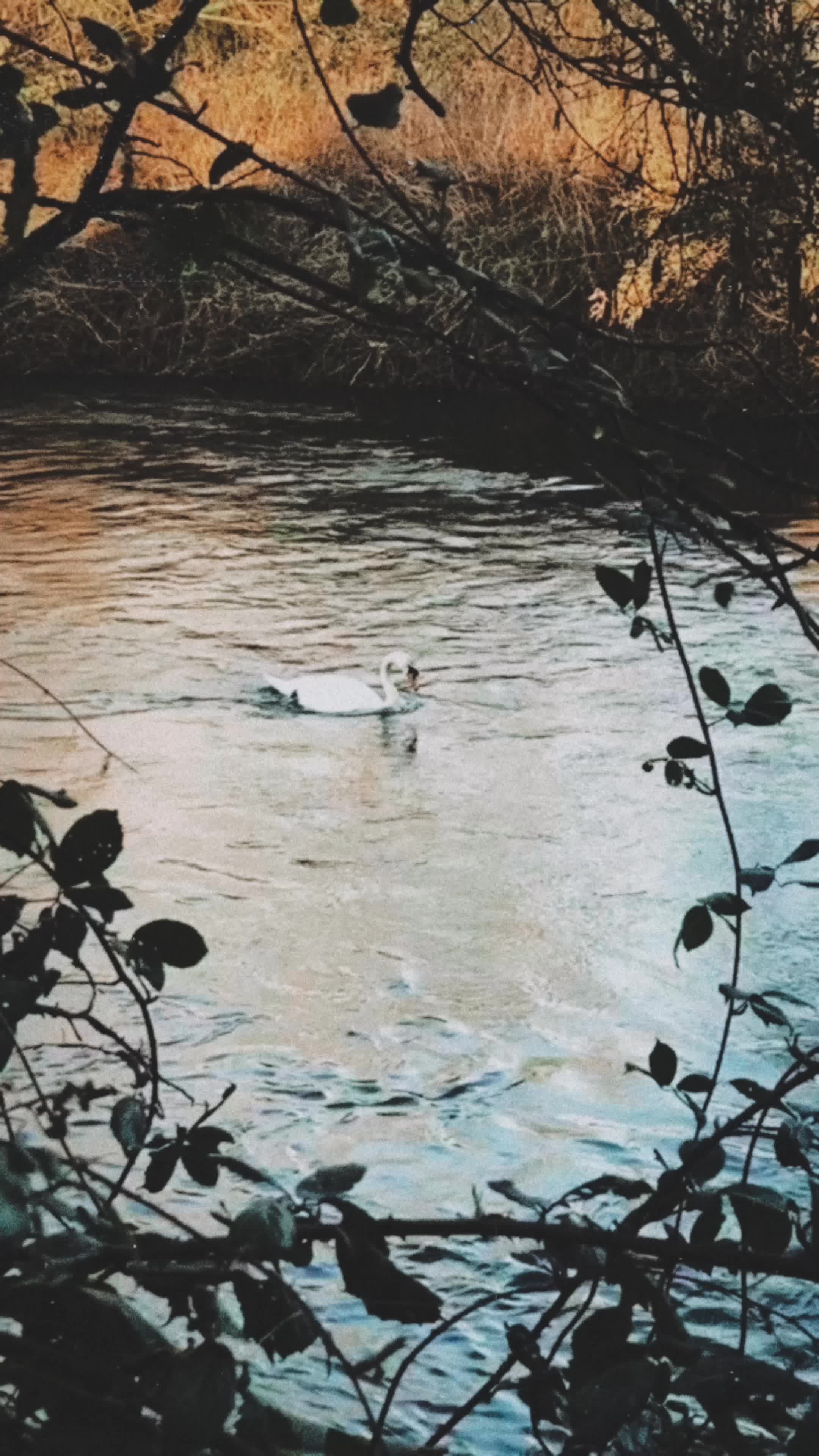 @𝐶𝑎𝑚𝑖𝑙𝑙𝑎