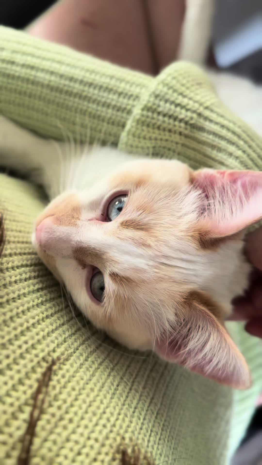 @Gizmo & Falkor🇨🇦🐾