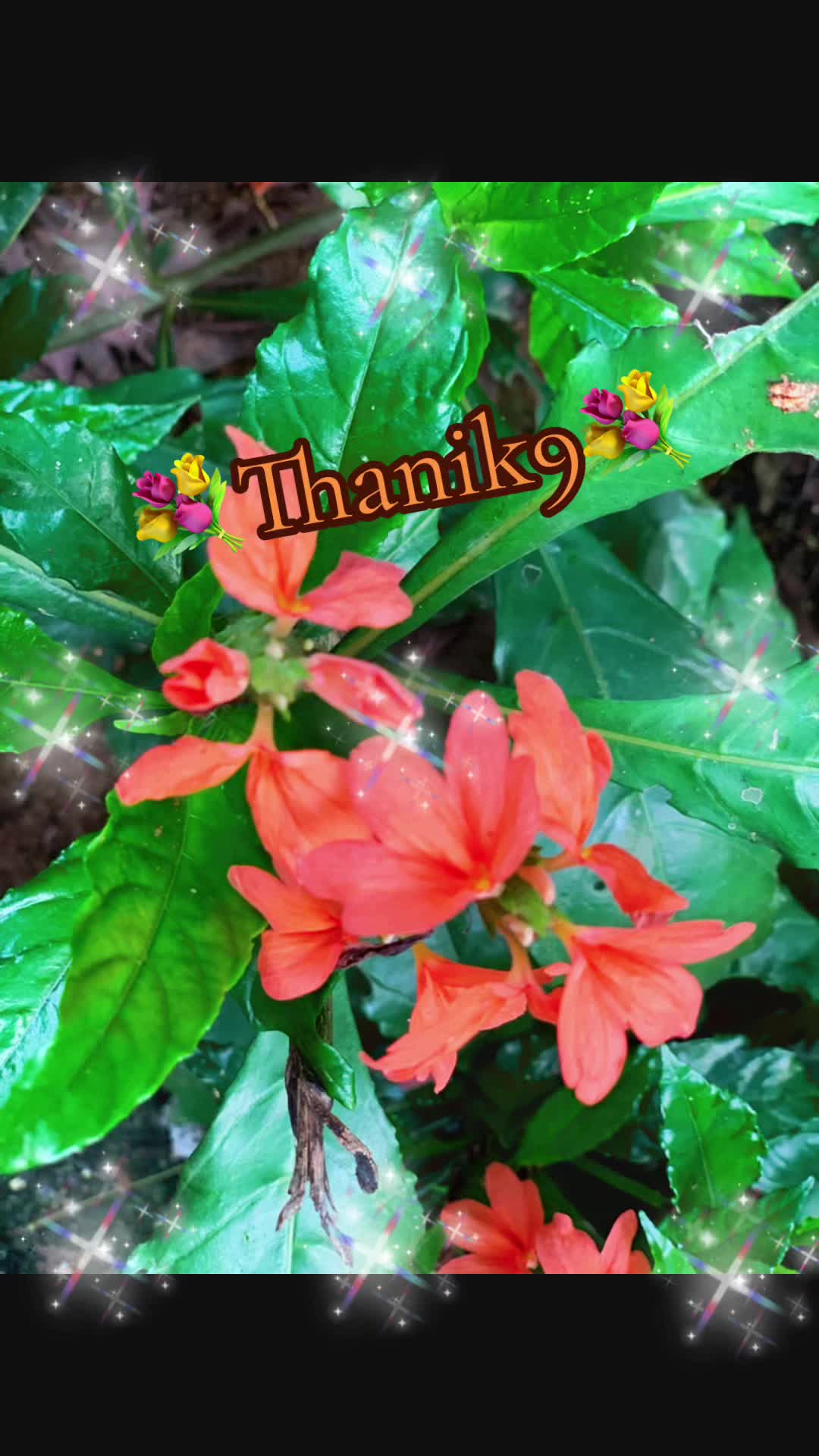 @Thanik
