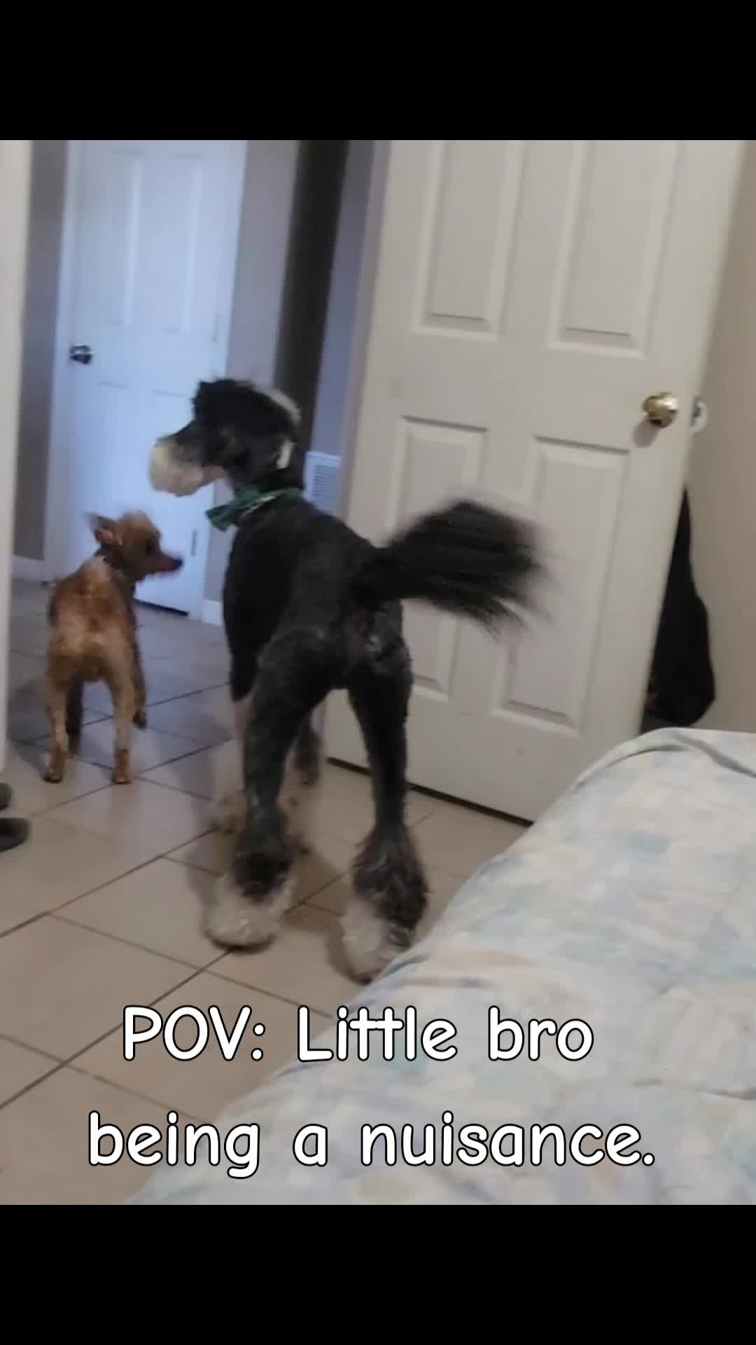 @MixedPetCollective