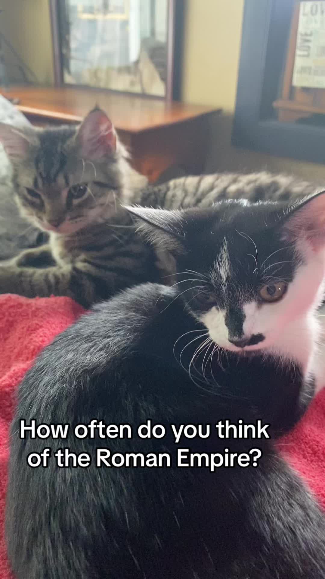 @Lennon & Ringo the kittens