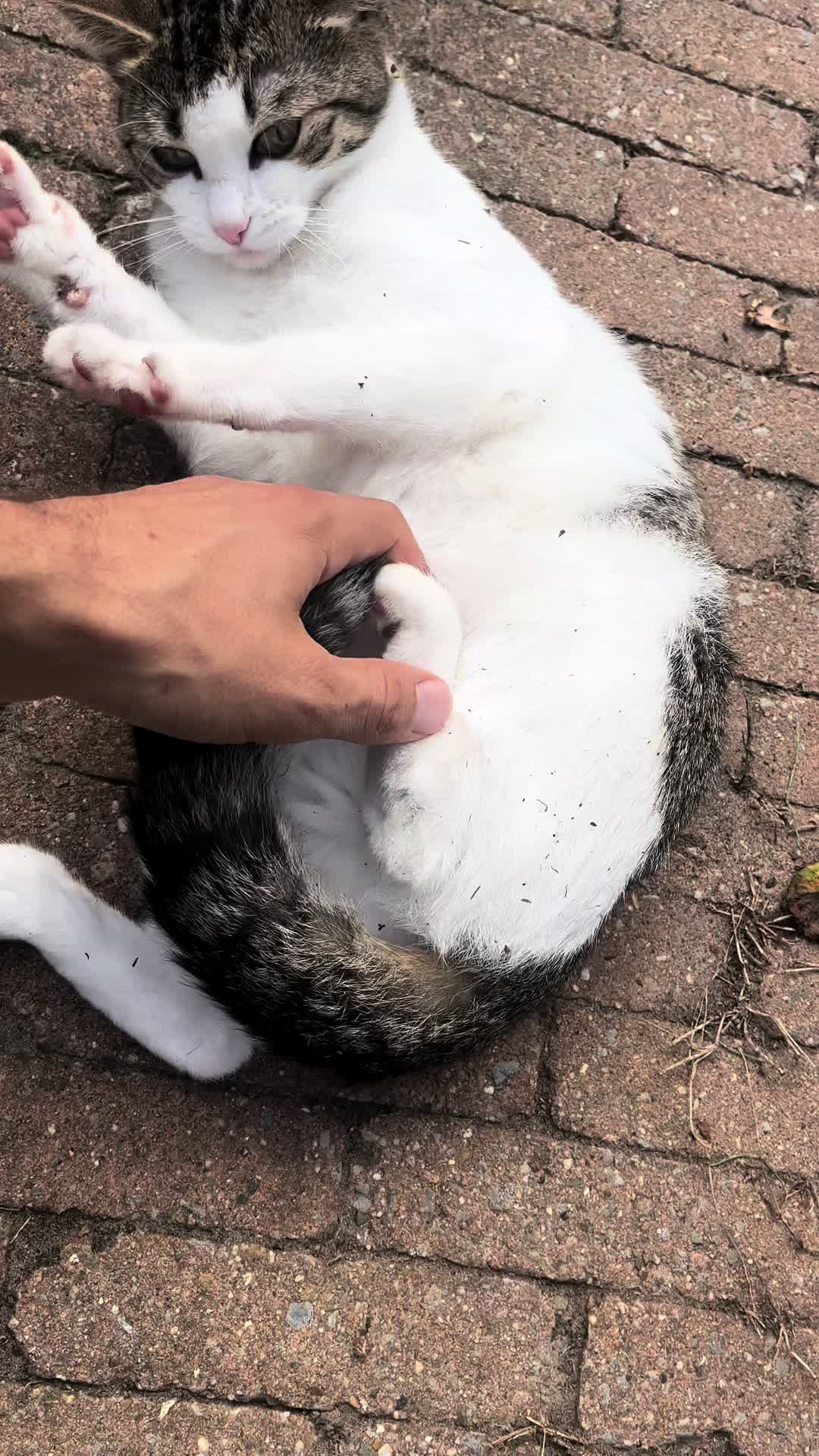 @Tootie The Cat