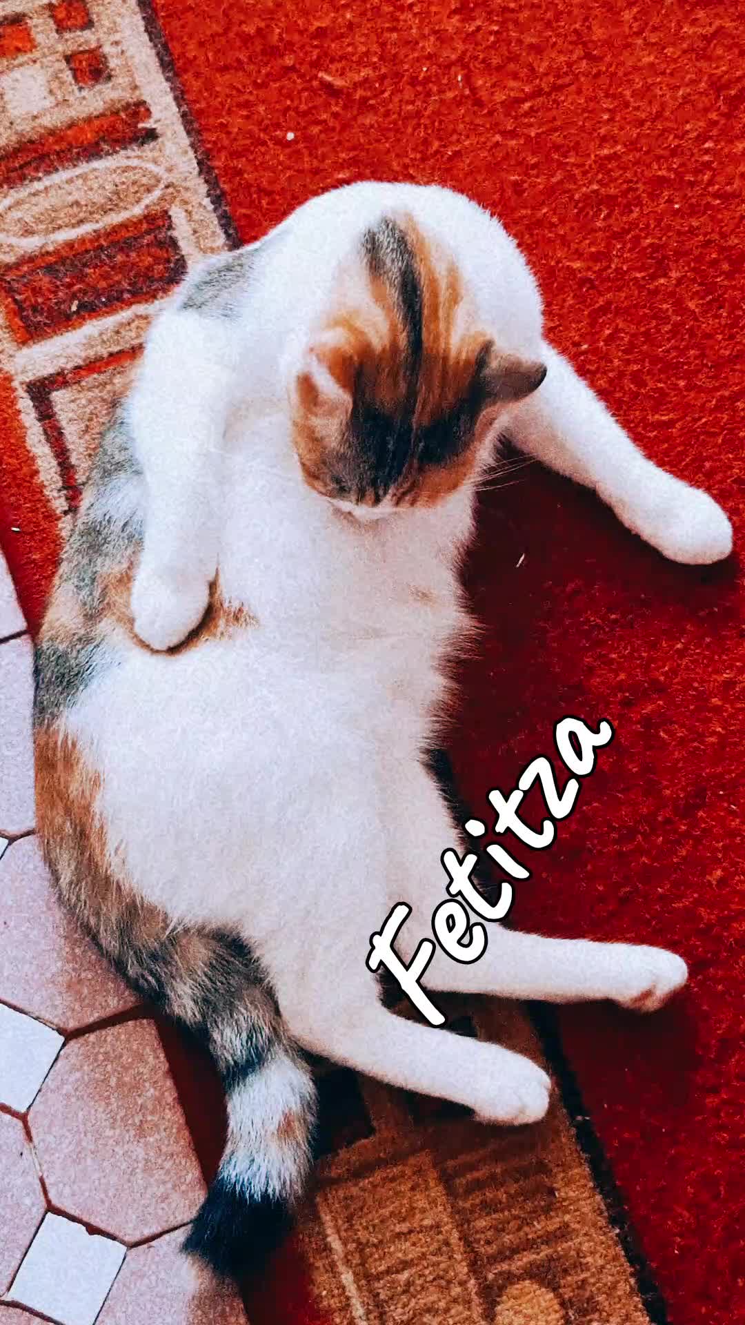 @&hearts;️Teddypofticiosul 11:11❤️
