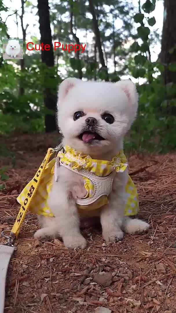 @Cute_Puppy_01