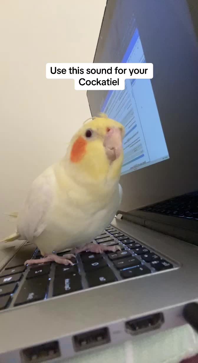 @Bixby the Budgie