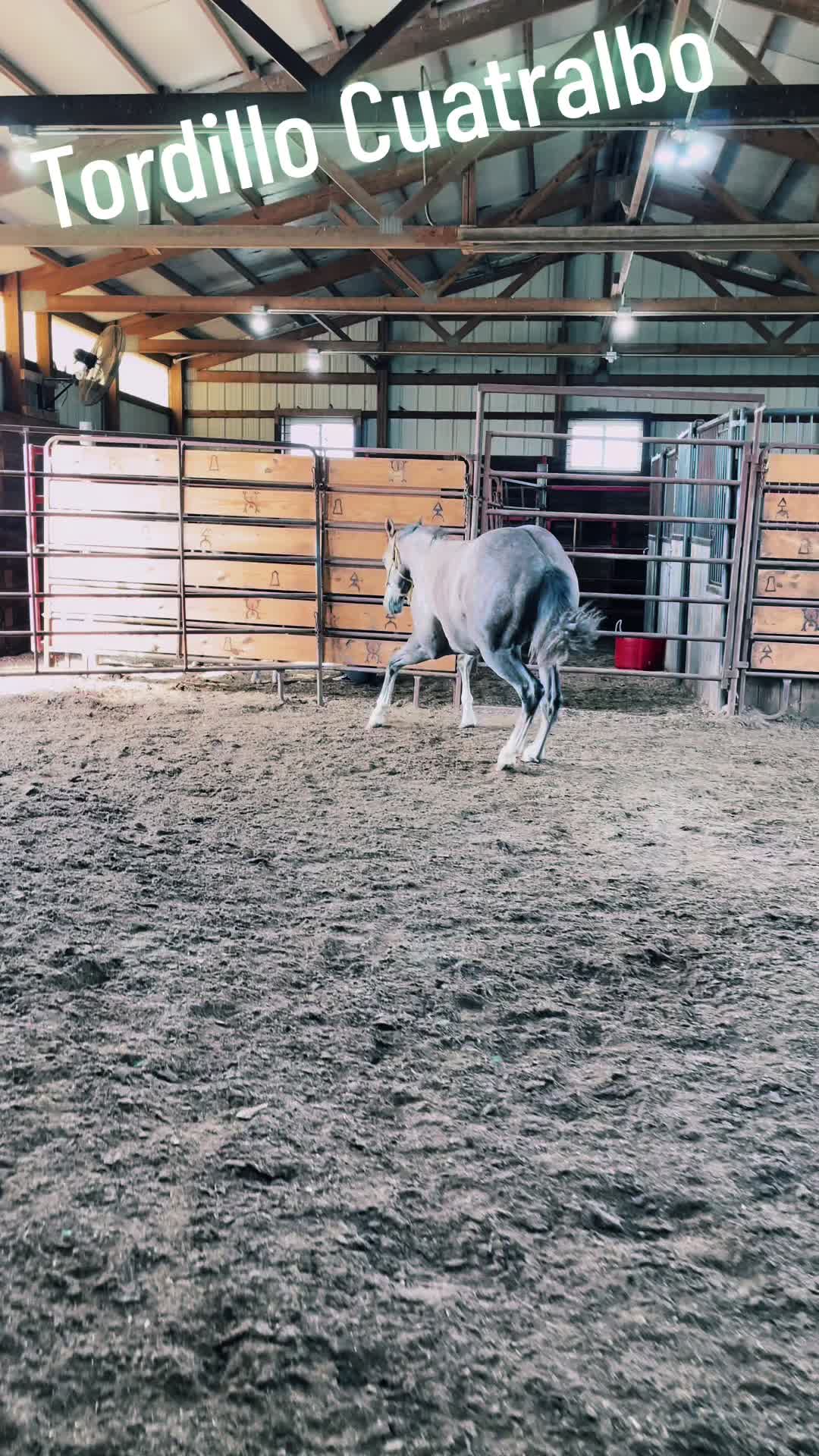 @R.L.P Quarter Horses