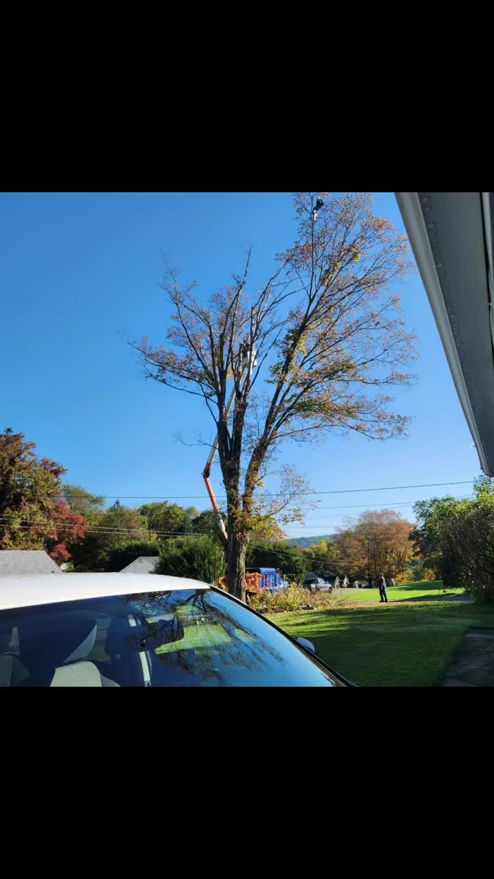 @Chads Tree Service