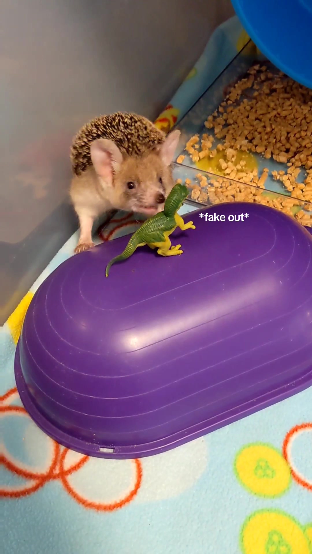 @hedgehogprecision
