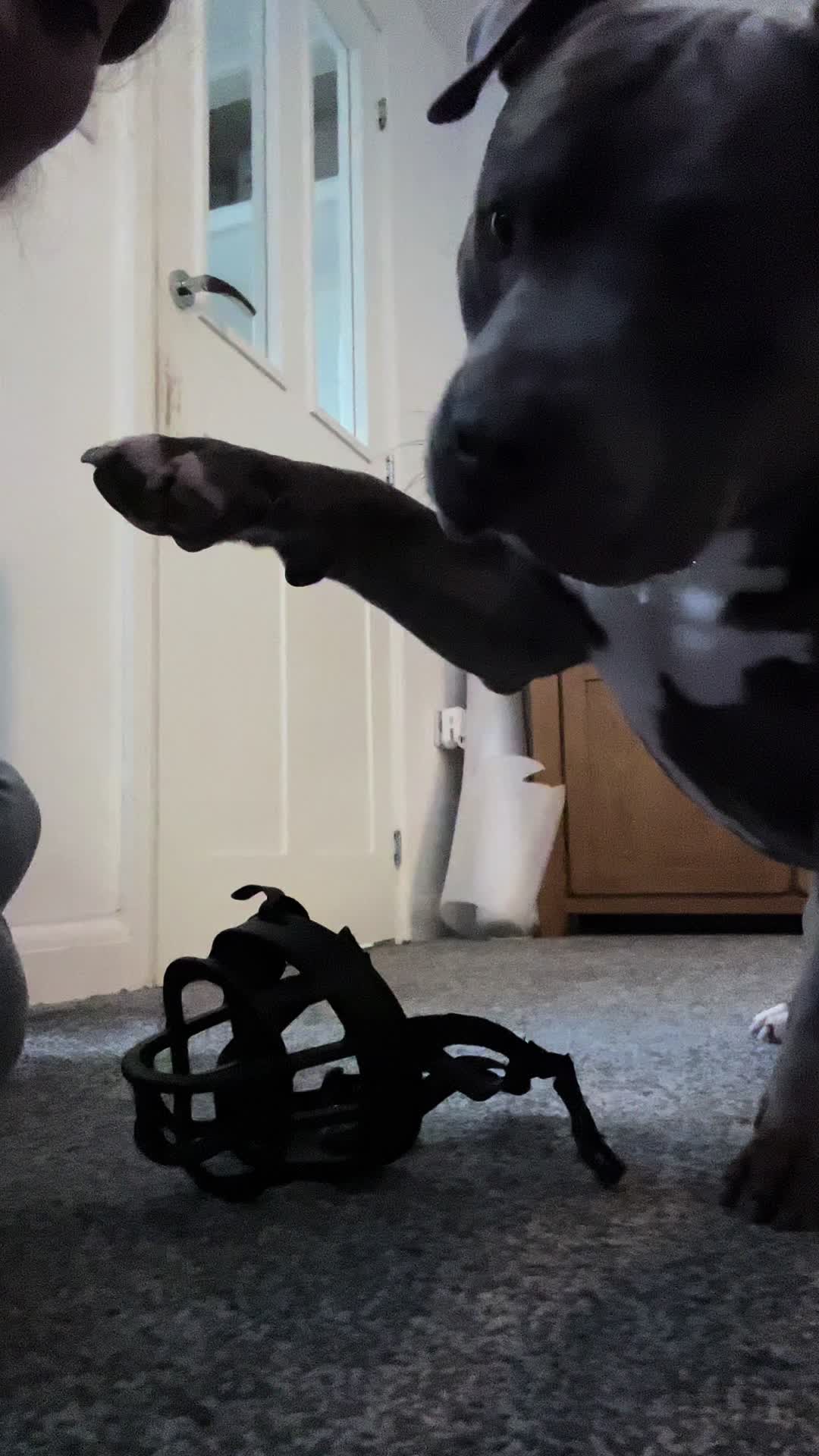@Uk_dogs.